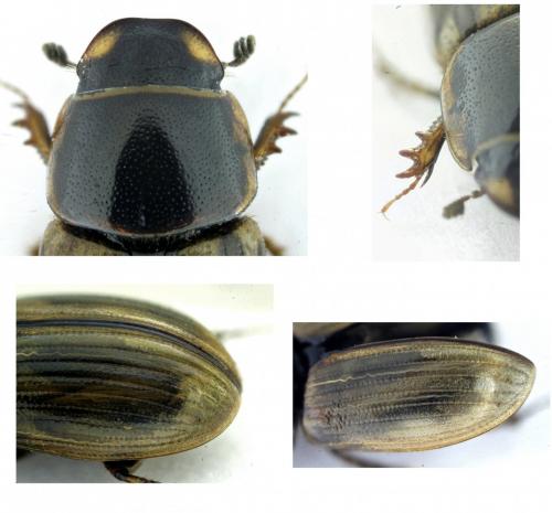 Melinopterus consputus